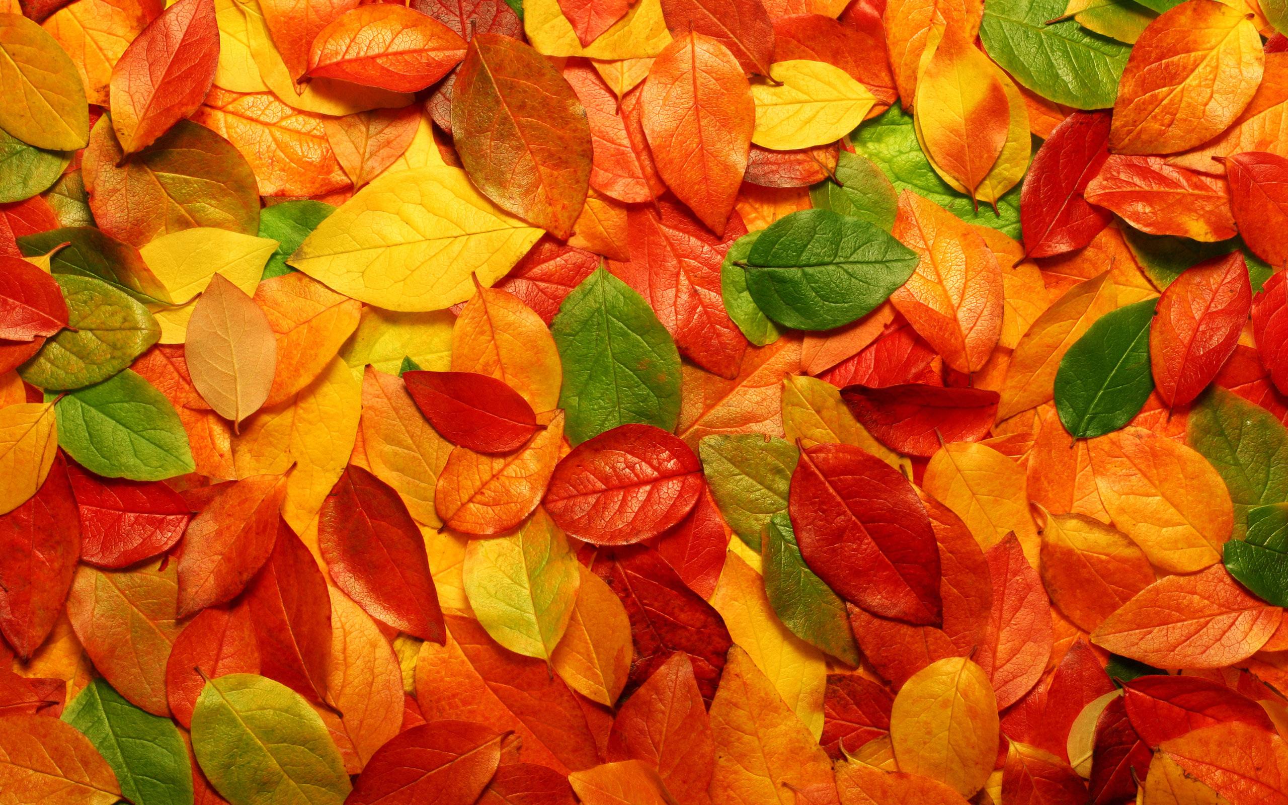 Fondos de la hoja de otoño - Los mejores fondos de la hoja de otoño gratis - WallpaperAccess