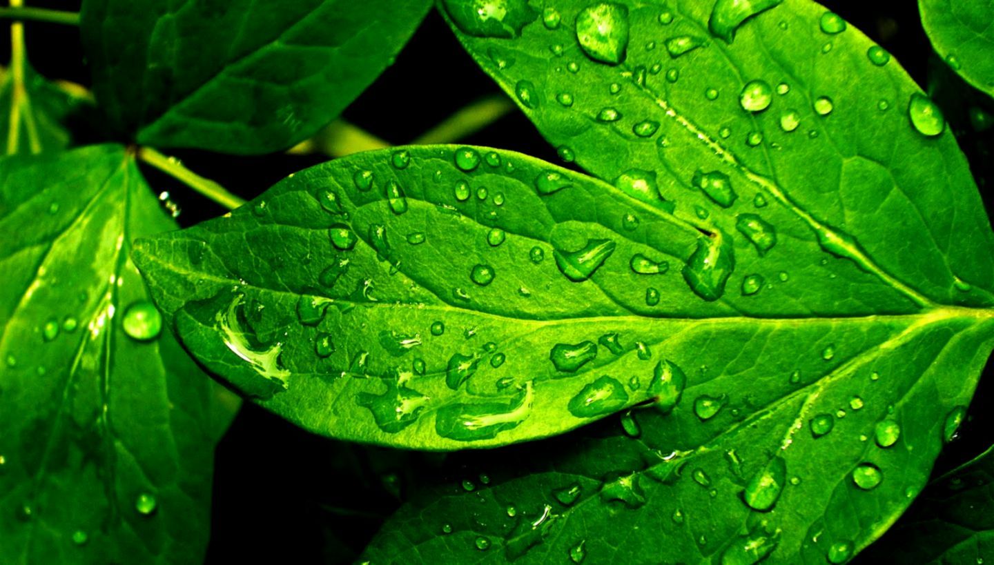 Nature Green Leaf Fondo de pantalla HD | Fondos de Sigi