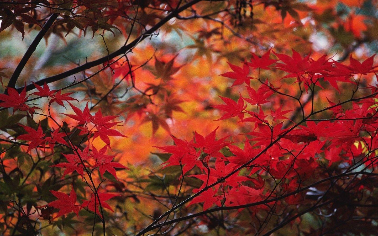 Red Leaves Wallpapers - Cueva de fondo de pantalla