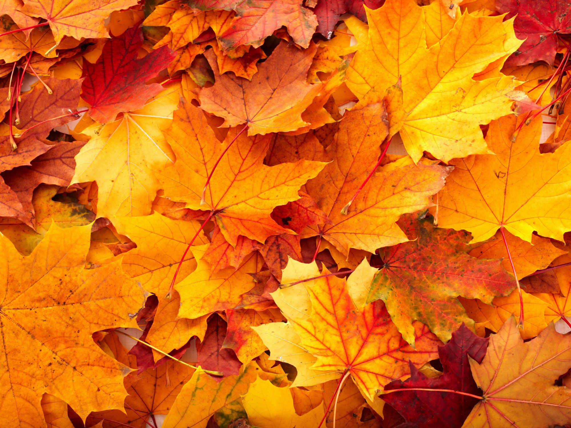 hojas de otoño-fondos de pantalla-con-color-amarillo-hojas-hermosas-otoño