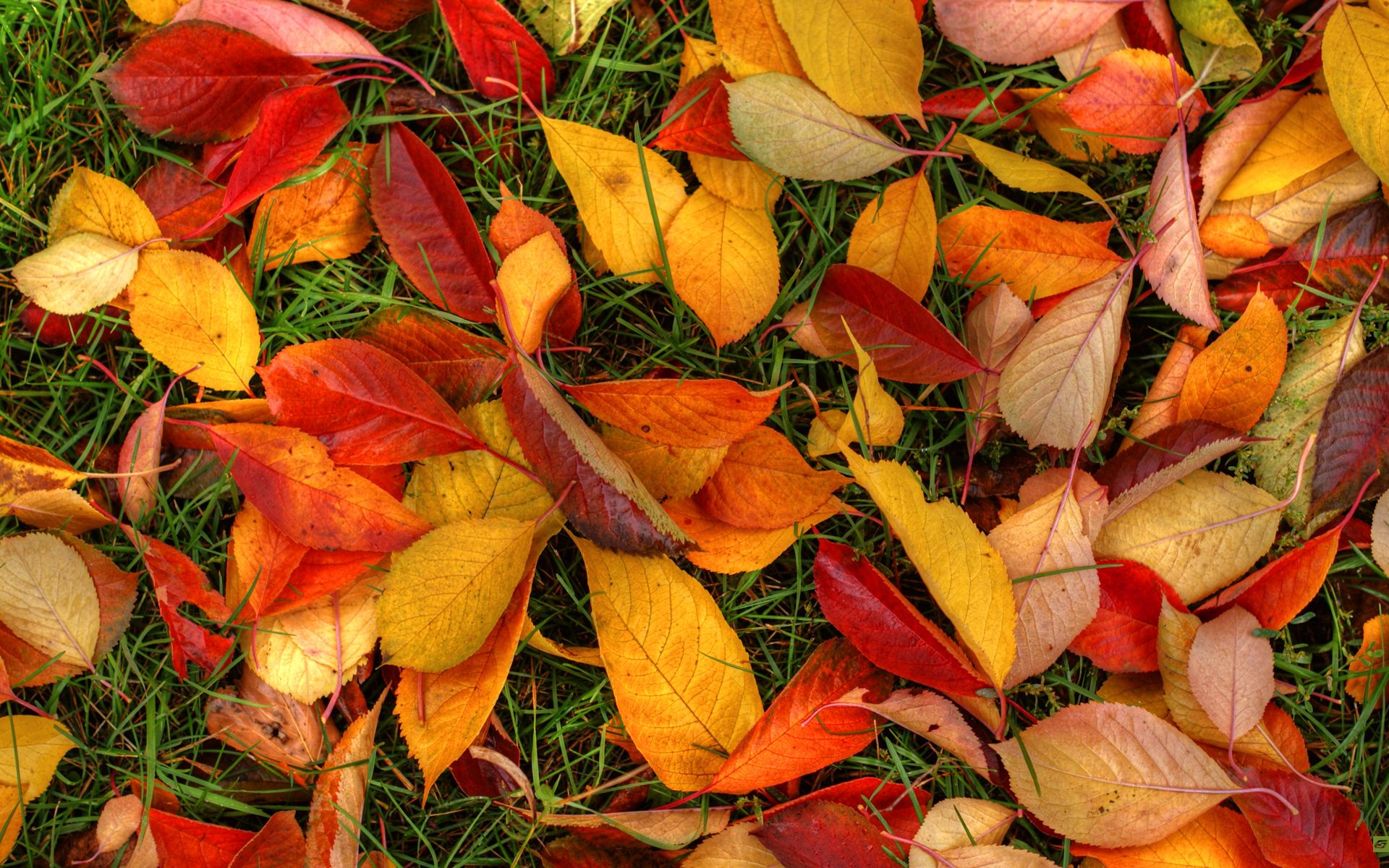 Descargar Autumn Leaves Wallpapers HD Wallpapers [1920x1200] | 70+
