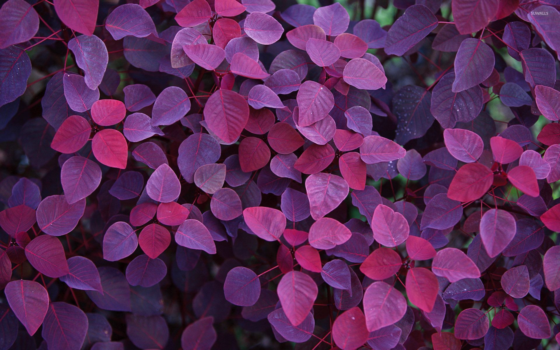 Fondo de pantalla de hojas púrpuras - Fondos de pantalla de fotografía - # 54559