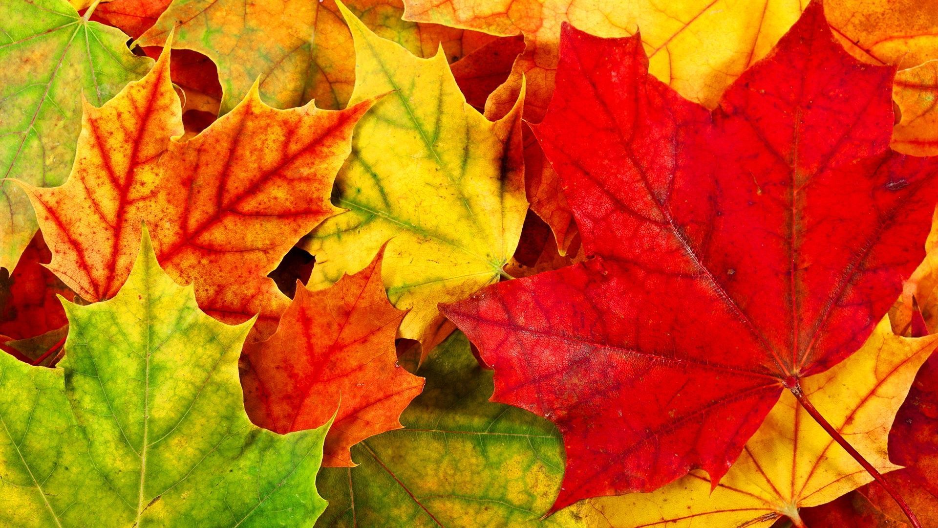 35 fondos de pantalla de beautiful autumn leaves hd