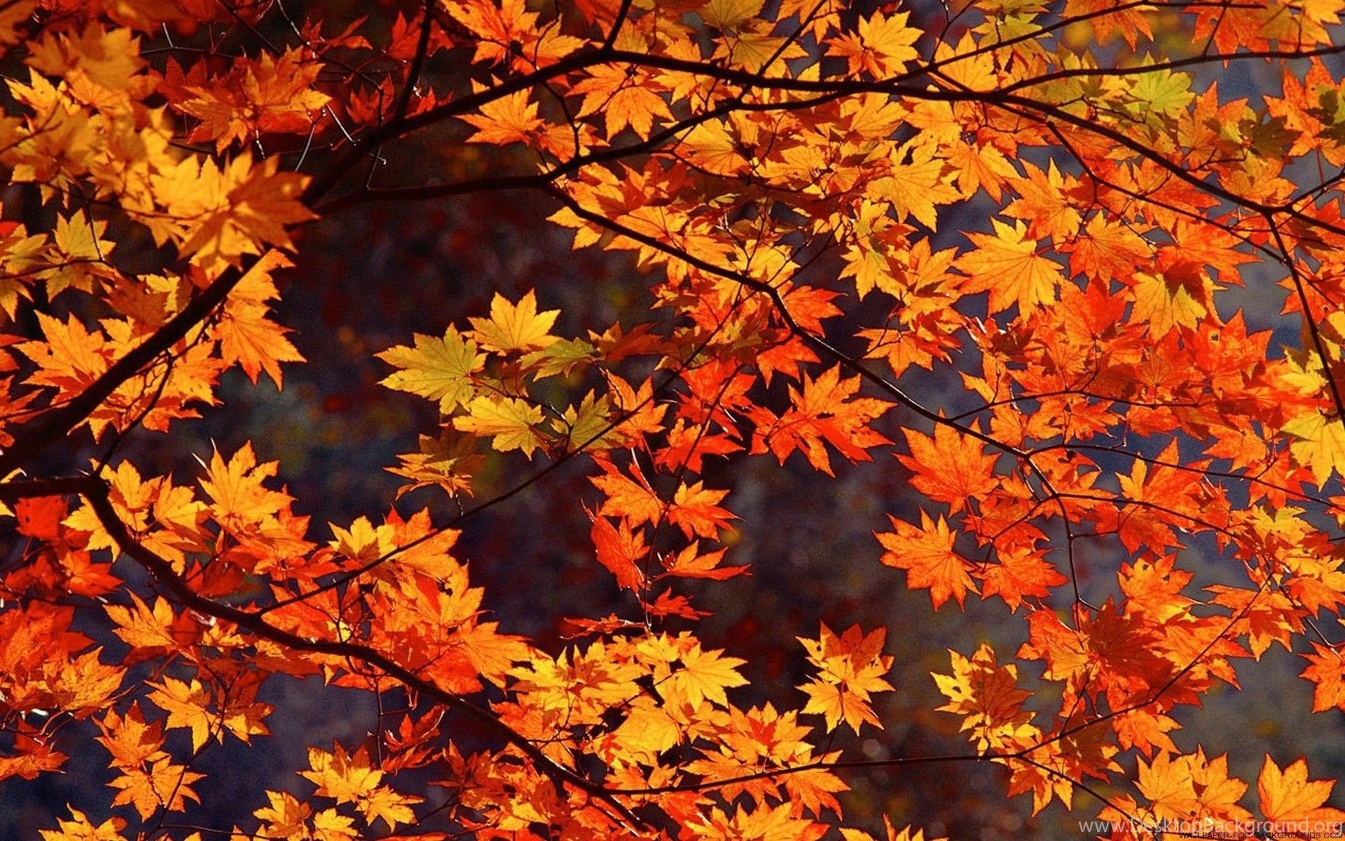 Fall Leaves Wallpaper Escritorio