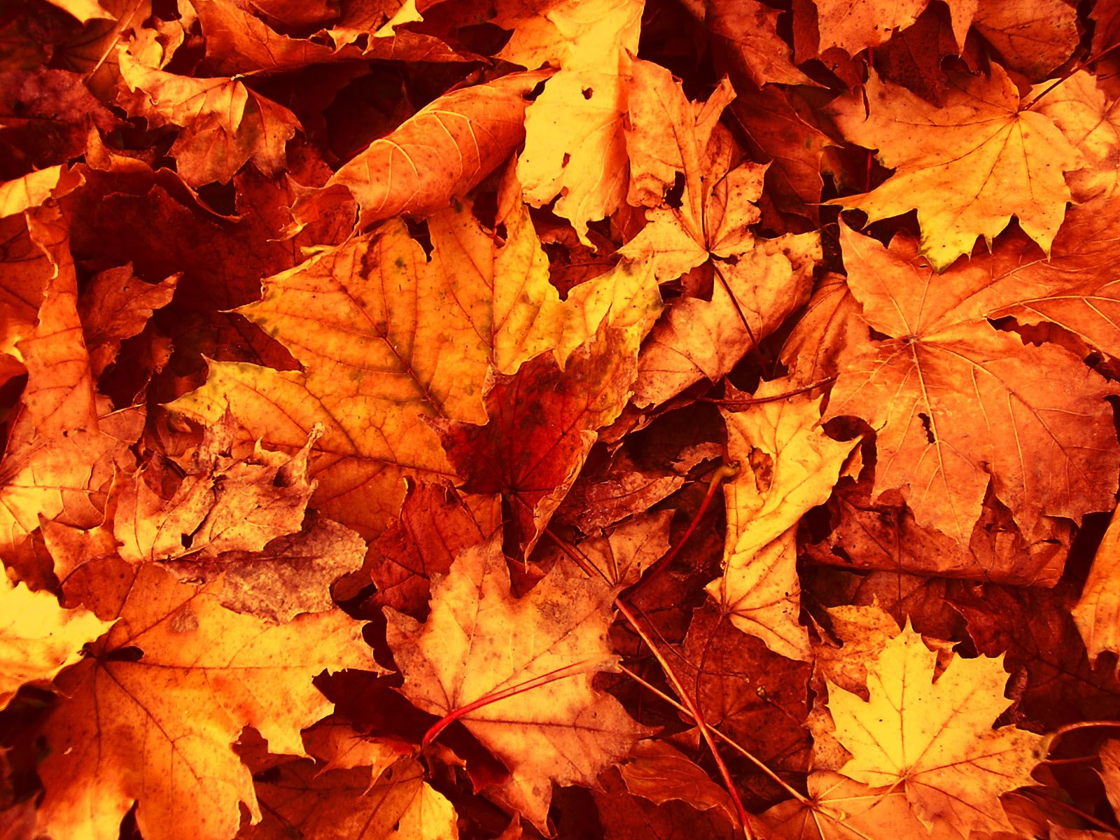 Fall Leaf Wallpaper (más de 30 imágenes)