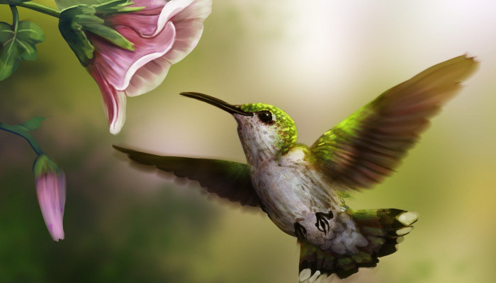 Fondos de colibries