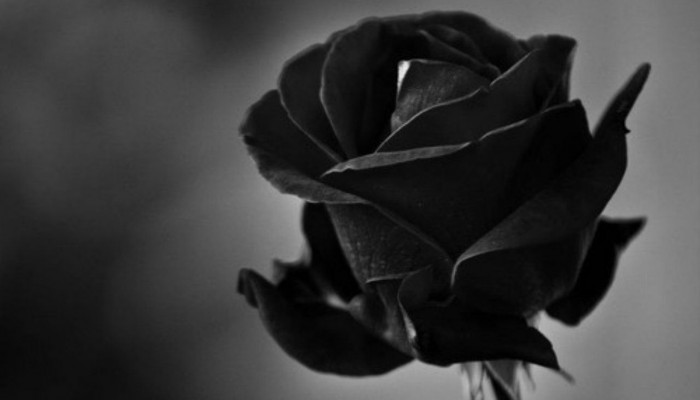 Fondos de rosas negras