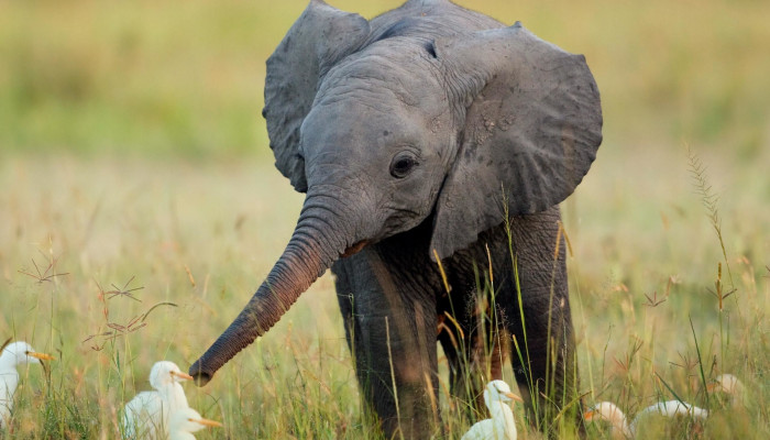 Fondos de elefantes bebés