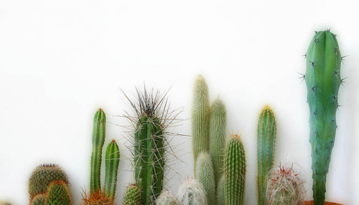 Fondos de cactus