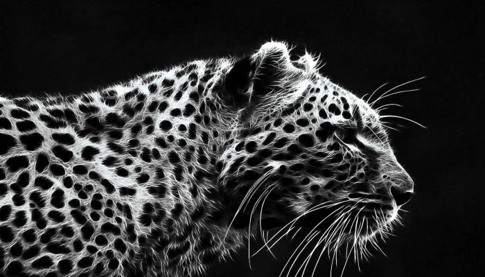 Fondos de leopardo