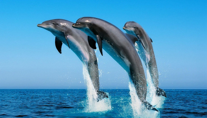 Fondos de delfines