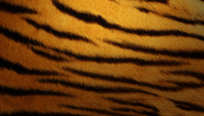 Fondos de piel de tigre