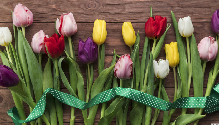 Fondos de tulipanes