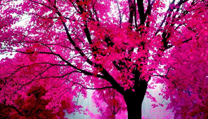 Fondos de árbol rosa