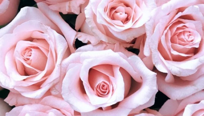Fondos de flores rosas