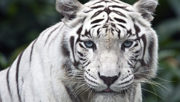 Fondos de tigre blanco