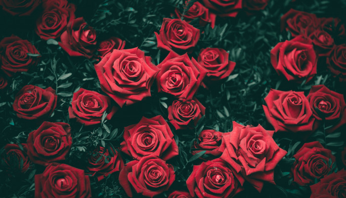 Fondos de rosas rojas