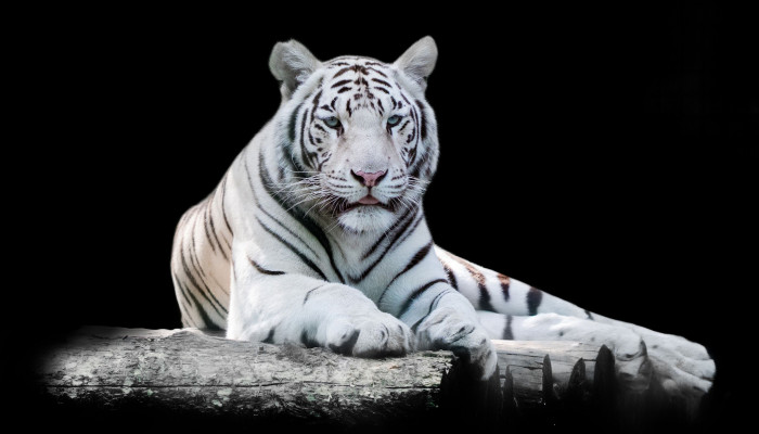 Fondos de tigres blancos